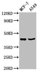 EGR3 Polyclonal Antibody - image 2