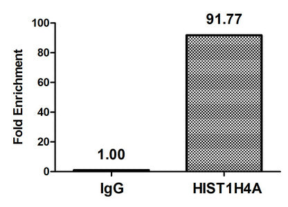 Propionyl-HIST1H4A (K31) Polyclonal Antibody - image 3