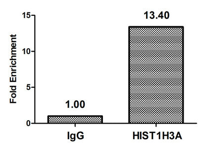 2-hydroxyisobutyryl-HIST1H3A (K23) Polyclonal Antibody - image 4