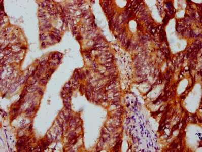 DYM Polyclonal Antibody - image 4