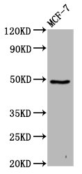 FAM71D Polyclonal Antibody - image 2
