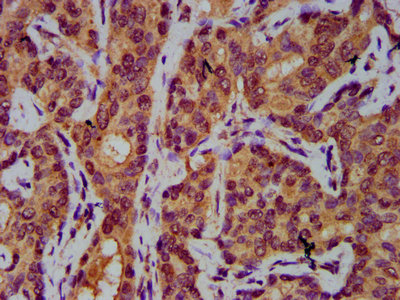 AASS Polyclonal Antibody - image 4