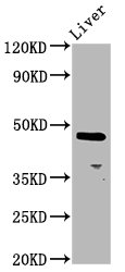 ALX4 Polyclonal Antibody - image 2