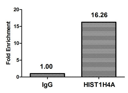 Immunoprecipitating HIST1H4A in HepG2 whole cell lysate (treated with 30mM sodium butyrate for 4h), Lane 1: Rabbit control IgG instead of CAC15465 in HepG2 whole cell lysate (treated with 30mM sodium butyrate for 4h). For western blotting, a HRP-conjugated Protein G antibody was used as the secondary antibody (1/2000), Lane 2: CAC15465 (5ug) + HepG2 whole cell lysate (treated with 30mM sodium butyrate for 4h) (500ug), Lane 3: HepG2 whole cell lysate (treated with 30mM sodium butyrate for 4h) (20ug)