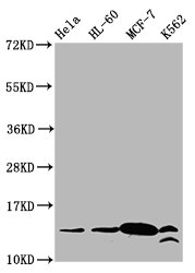Immunoprecipitating HIST1H2BC in K562 whole cell lysate, Lane 1: Rabbit control IgG instead of CAC15482 in K562 whole cell lysate. For western blotting, a HRP-conjugated Protein G antibody was used as the secondary antibody (1/2000), Lane 2: CAC15482 (3ug) + K562 whole cell lysate (500ug), Lane 3: K562 whole cell lysate (20ug)