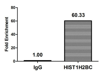 Crotonyl-HIST1H2BC (K23) Polyclonal Antibody - image 5