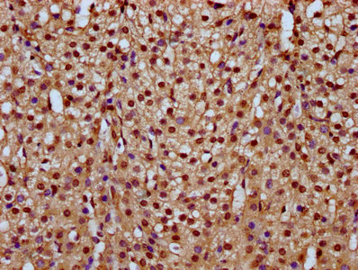 HIST1H4A (Ab-77) Polyclonal Antibody - image 4