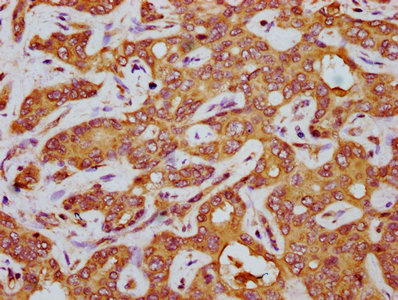 AGT Polyclonal Antibody - image 3