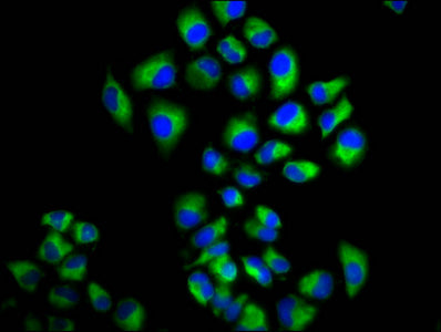 LRIG2 Polyclonal Antibody - image 3