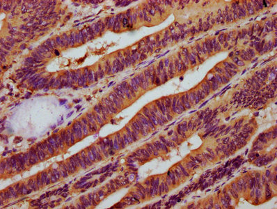 NAGPA Polyclonal Antibody - image 3
