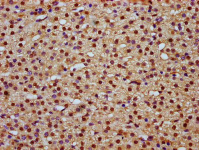 MAML2 Polyclonal Antibody - image 4