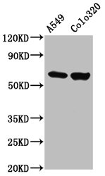 PDILT Polyclonal Antibody - image 2