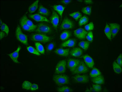 MFSD4A Polyclonal Antibody - image 3