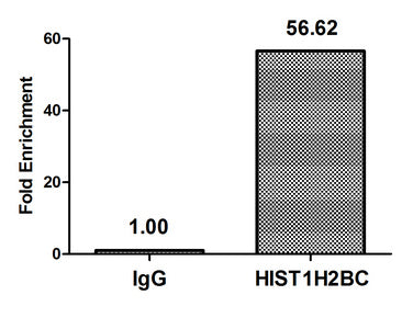 Mono-methyl-HIST1H2BC (K12) Polyclonal Antibody - image 4