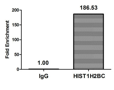 Acetyl-HIST1H2BC (K116) Polyclonal Antibody - image 4