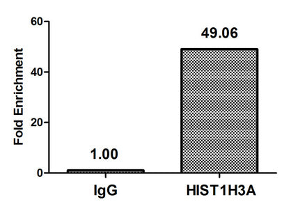 2-hydroxyisobutyryl-HIST1H3A (K14) Polyclonal Antibody - image 3