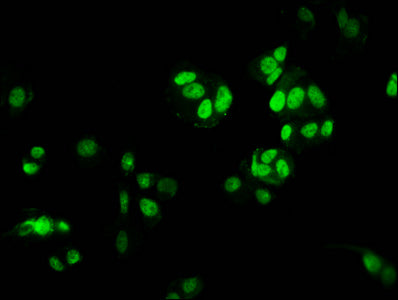 HIST1H3A (Ab-9) Polyclonal Antibody - image 4