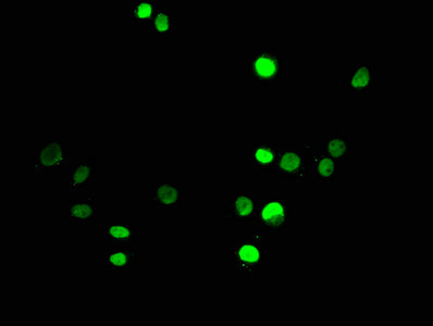 HIST1H3A (Ab-18) Polyclonal Antibody - image 5