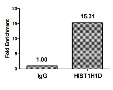 HIST1H1D (Ab-85) Polyclonal Antibody - image 3