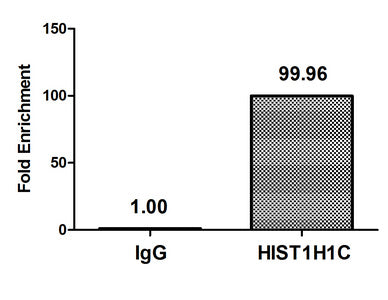Immunofluorescence staining of PC-3 cells with CAC15639 at 1:12.5, counter-stained with DAPI. The cells were fixed in 4% formaldehyde, permeabilized using 0.2% Triton X-100 and blocked in 10% normal Goat Serum. The cells were then incubated with the antibody overnight at 4°C. The secondary antibody was Alexa Fluor 488-congugated AffiniPure Goat Anti-Rabbit IgG(H+L).