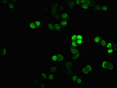 HIST1H1C (Ab-45) Polyclonal Antibody - image 5
