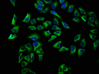 CD72 Polyclonal Antibody - image 3