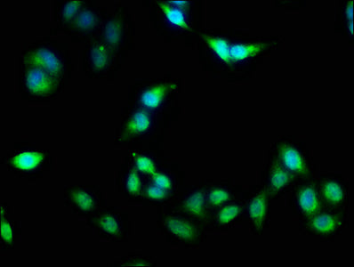 FKBP4 Polyclonal Antibody - image 5