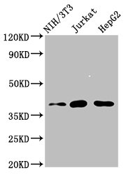 RNF2 Polyclonal Antibody - image 2