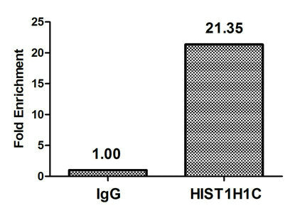2-hydroxyisobutyryl-HIST1H1C (K158) Polyclonal Antibody - image 4