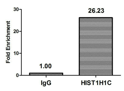 2-hydroxyisobutyryl-HIST1H1C (K116) Polyclonal Antibody - image 4