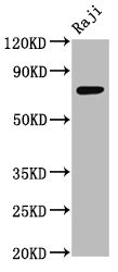 TSPEAR Polyclonal Antibody - image 2