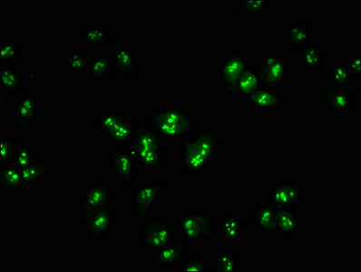 HIST1H1E (Ab-45) Polyclonal Antibody - image 5