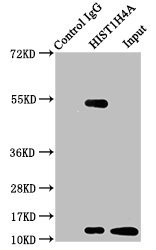 2-hydroxyisobutyryl-HIST1H4A (K12) Polyclonal Antibody - image 5