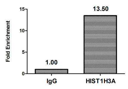 2-hydroxyisobutyryl-HIST1H3A (K18) Polyclonal Antibody - image 5