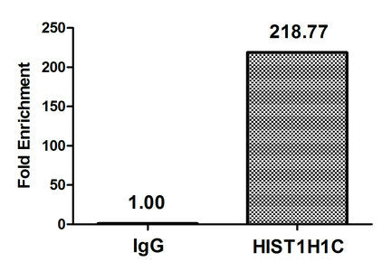 2-hydroxyisobutyryl-HIST1H1C (K109) Polyclonal Antibody - image 5