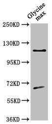CESA4 Polyclonal Antibody - image 2