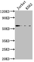 HMGXB4 Polyclonal Antibody - image 2