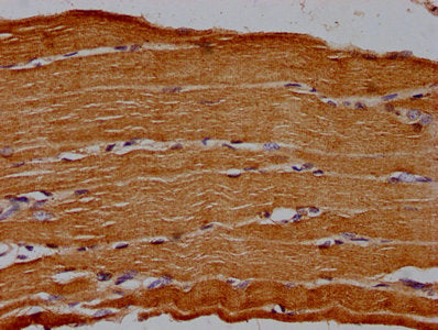NT5E Polyclonal Antibody - image 3