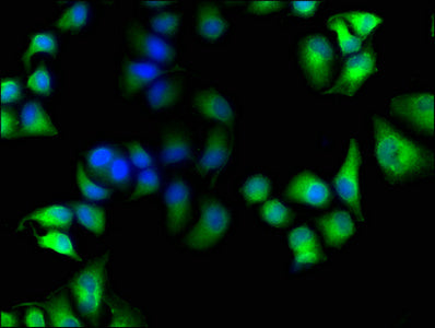 MICAL1 Polyclonal Antibody - image 4