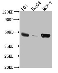 TNFRSF25 Polyclonal Antibody - image 2