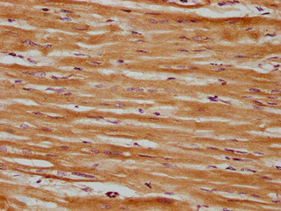 SRPX Polyclonal Antibody - image 3