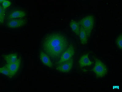 AIFM2 Polyclonal Antibody - image 4