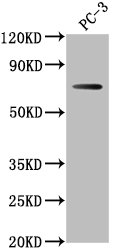 DVL1P1 Polyclonal Antibody - image 2