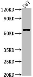RORB Polyclonal Antibody - image 2