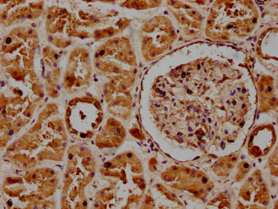 POGLUT1 Polyclonal Antibody - image 3