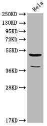 Nucb2 Polyclonal Antibody - image 2