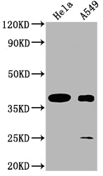 TAS2R7 Polyclonal Antibody - image 2