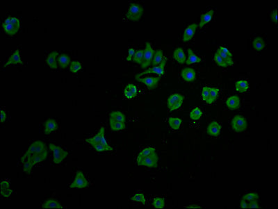YAP1 Polyclonal Antibody - image 3