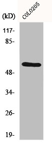Western Blot analysis of NIH-3T3 VEC cells using ERβ Polyclonal Antibody