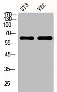ESR2 Polyclonal Antibody - image 3
